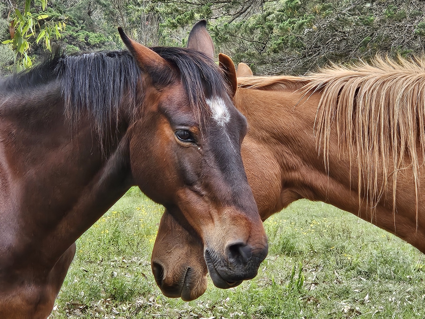 Morgan, a bay horse, and Margaret, a chestnut mare, standing head to head in a green field