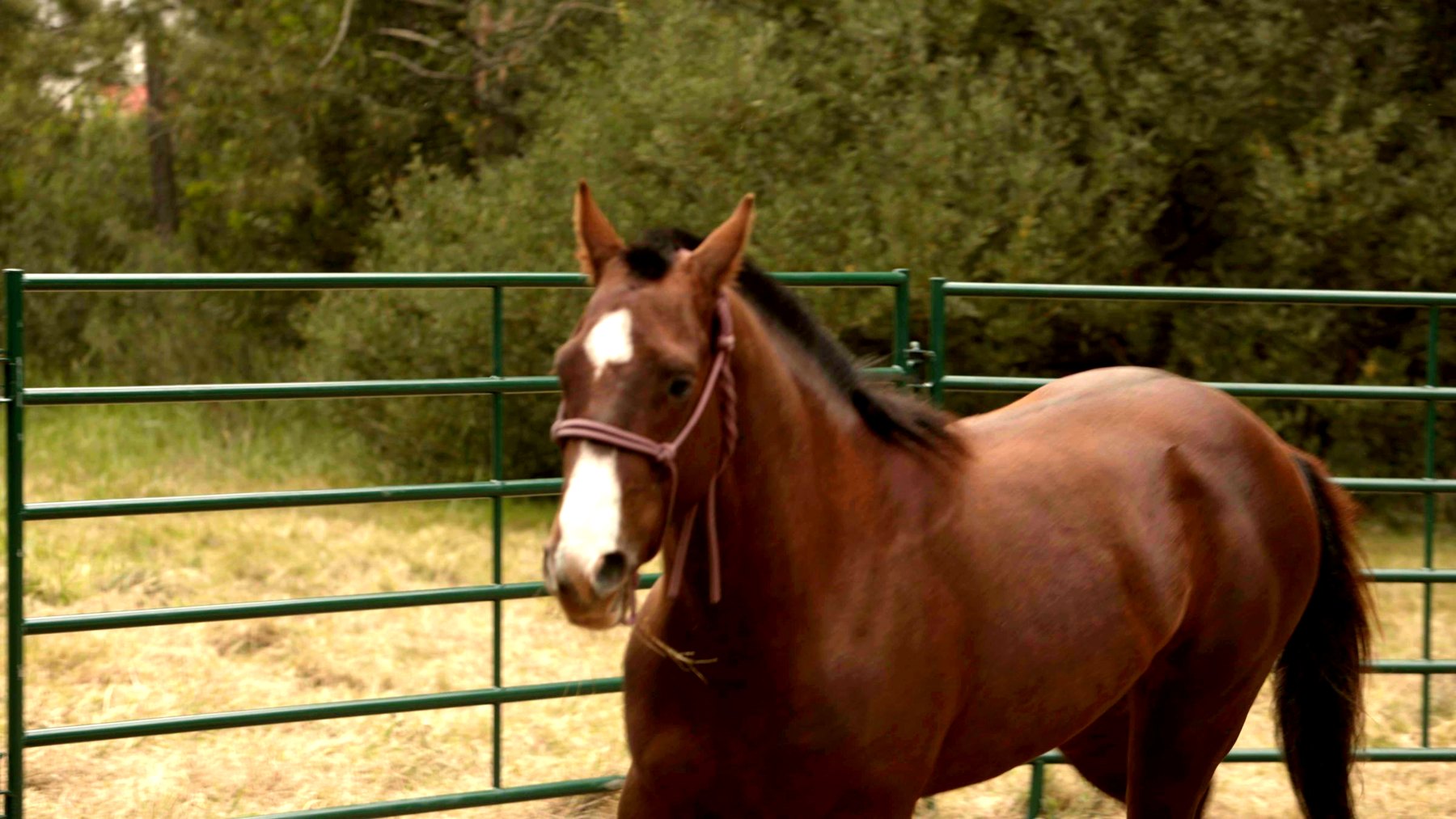 Galán, a bay racehorse with a white blaze, looking at the camera
