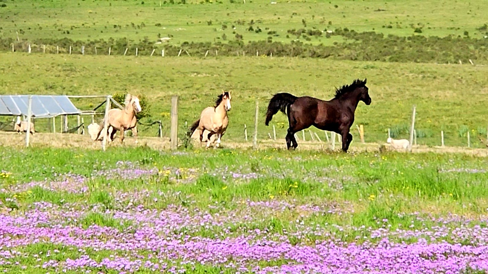 Young horses galloping in a green field with purple wildflowers